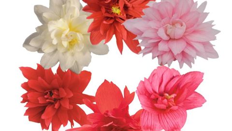 Begonia x hybridaFUNKY® F1 de Benary. ©Benary